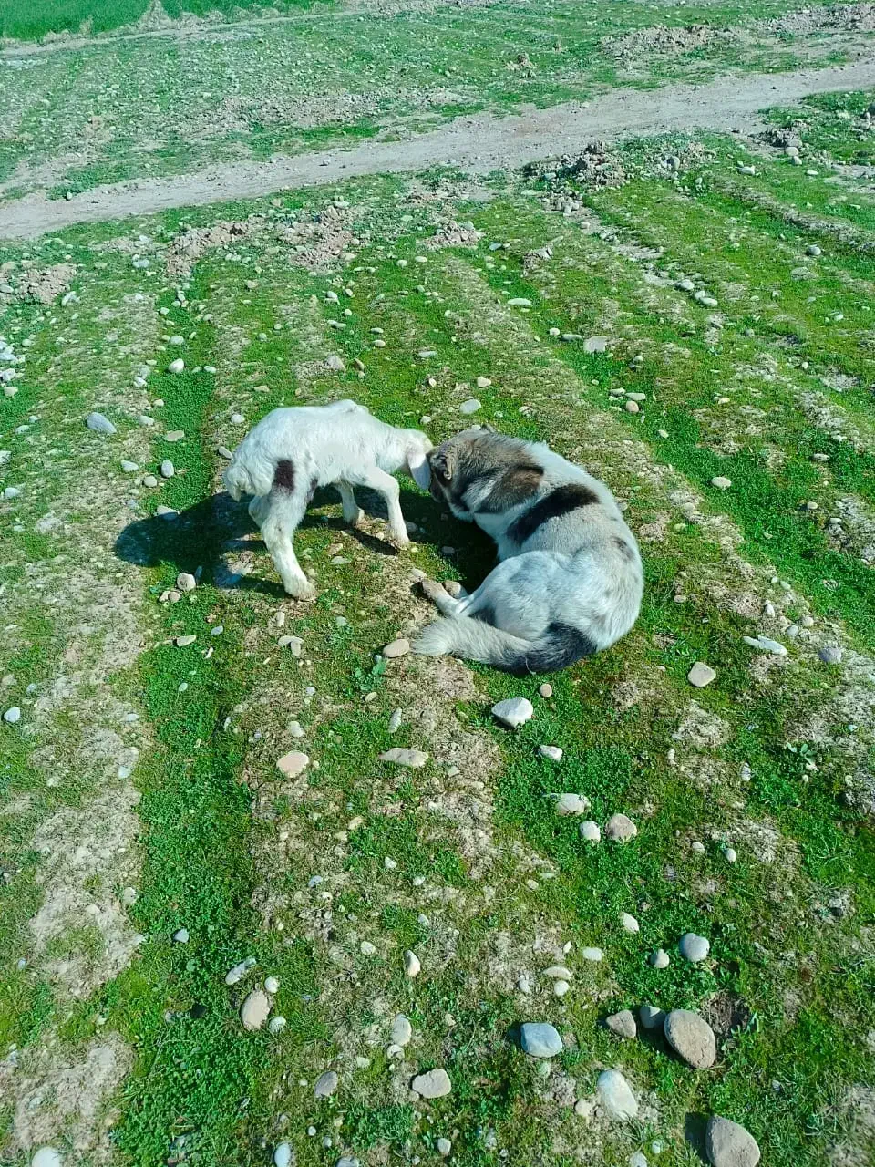 سگ گمشده|حیوانات|دورود, |دیوار