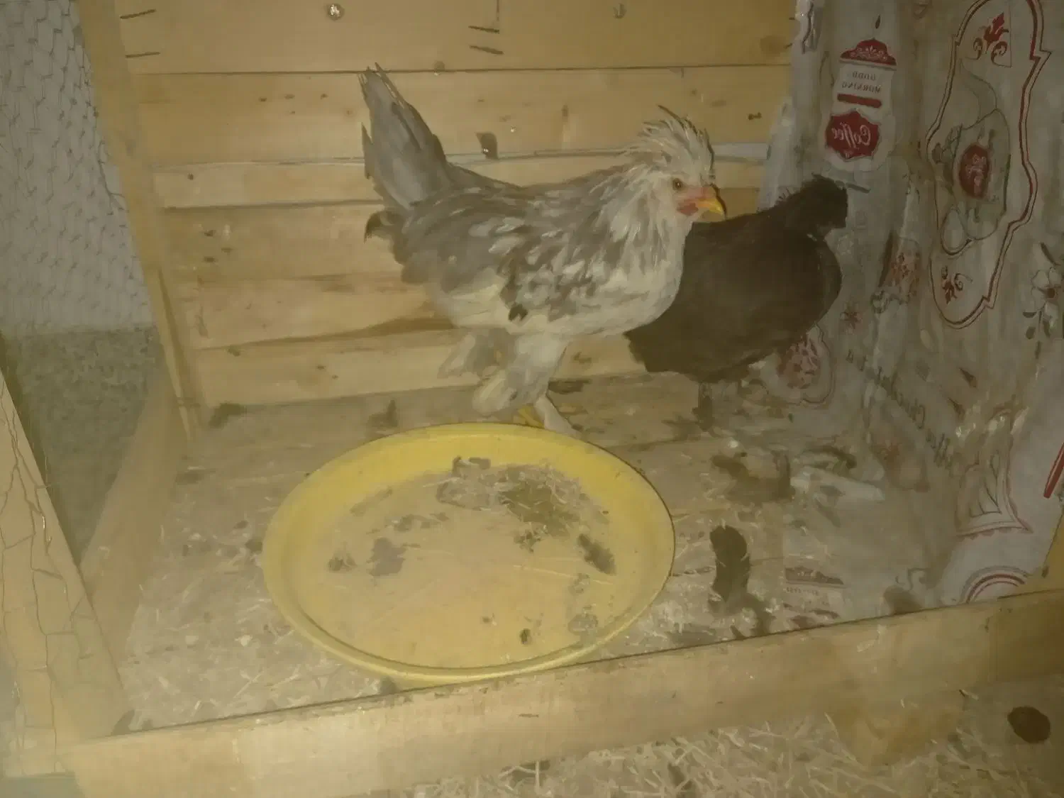 مرغ و خروس سلطان|حیوانات مزرعه|قم, بنیاد|دیوار