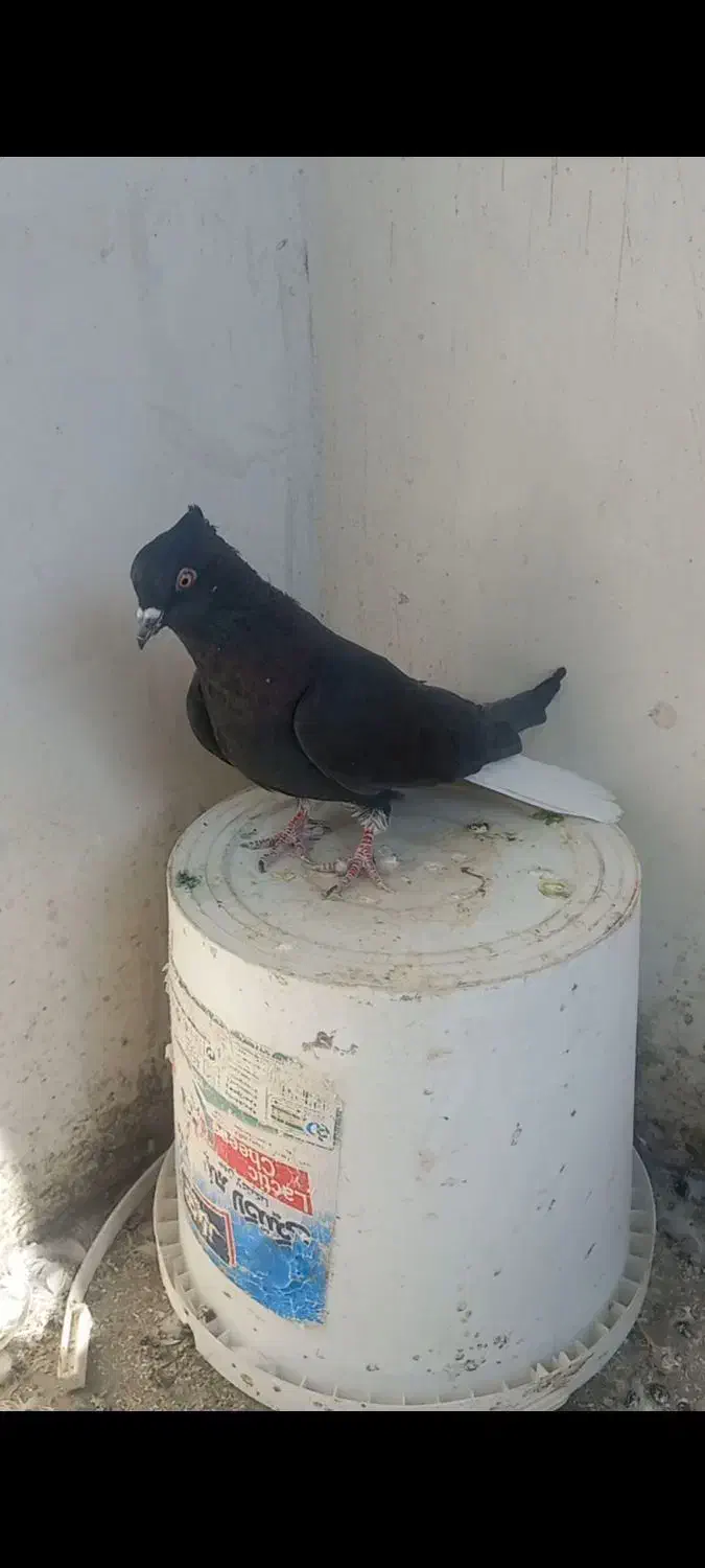 کبوتردمسفیدماده|پرنده|تاکستان, |دیوار