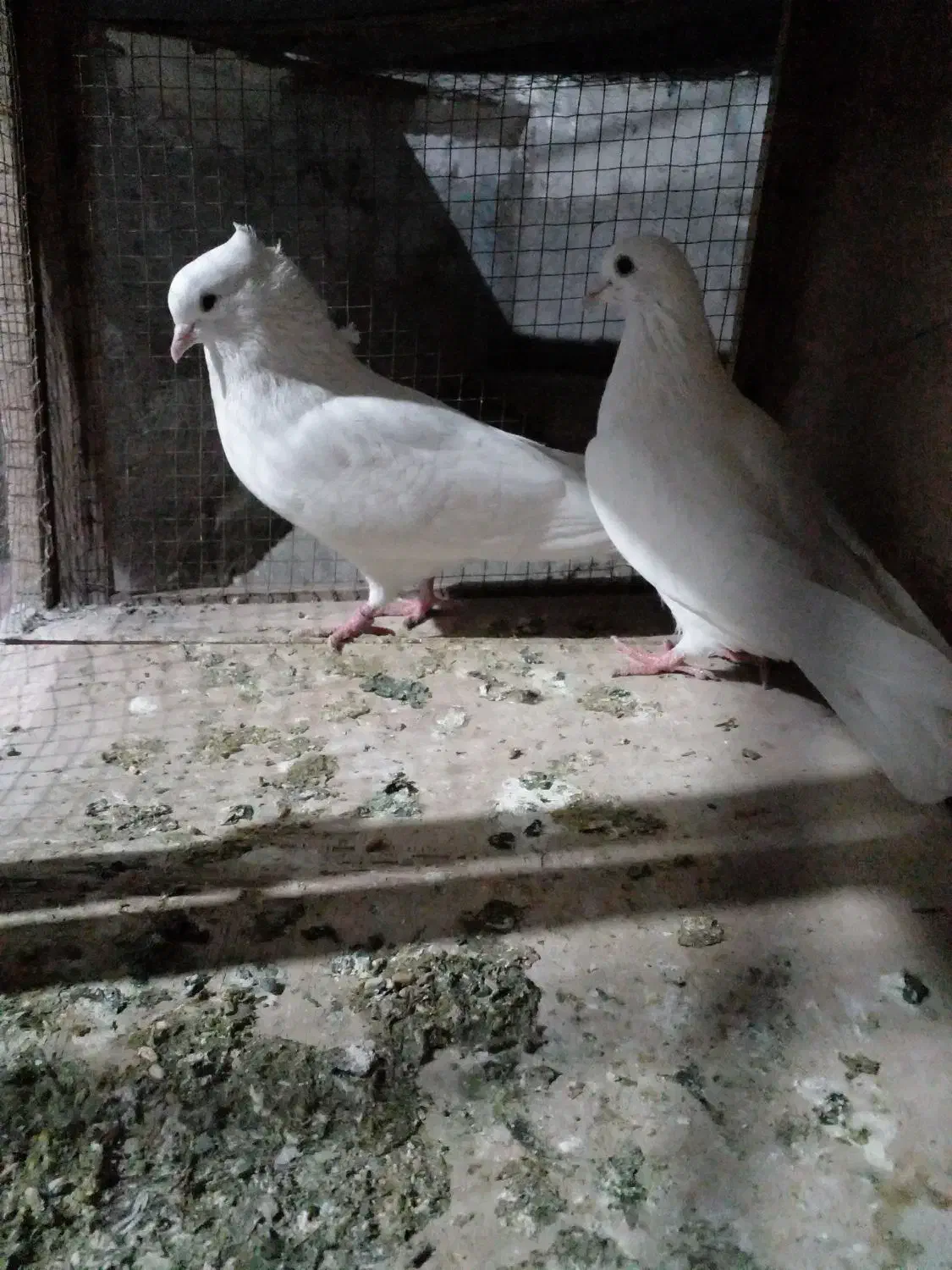 یک جفت کفتر پرشی|پرنده|شهریار, شهرک مصطفی خمینی|دیوار