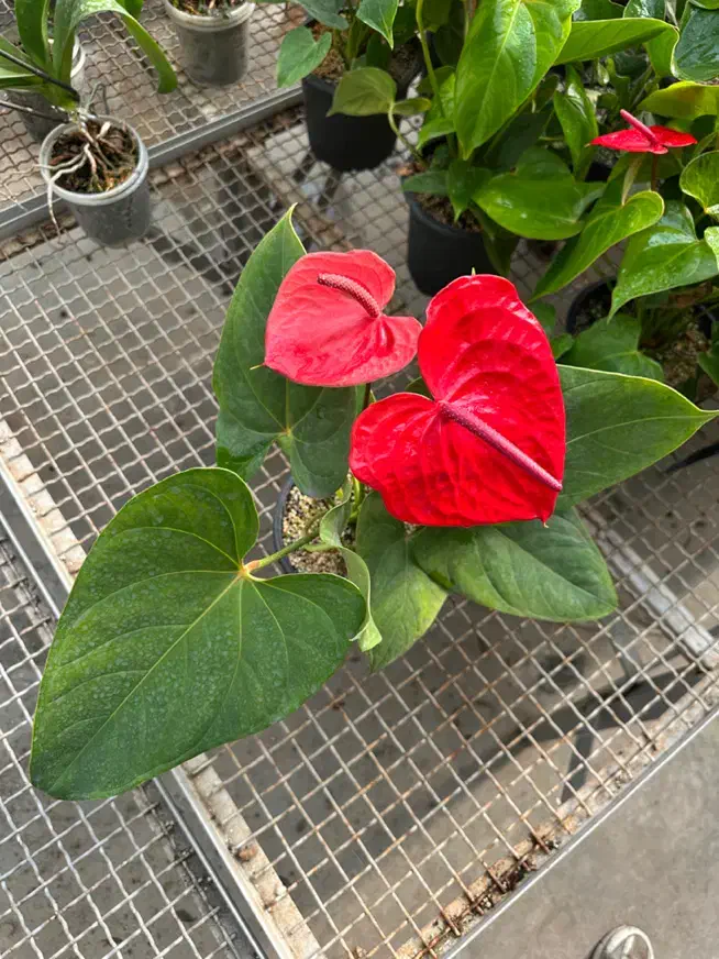 زاموفیلیااگلونماشامادورا ارکیده سانسوریا بنجامین|گل و گیاه طبیعی|تهران, شهرک علم و فناوری|دیوار