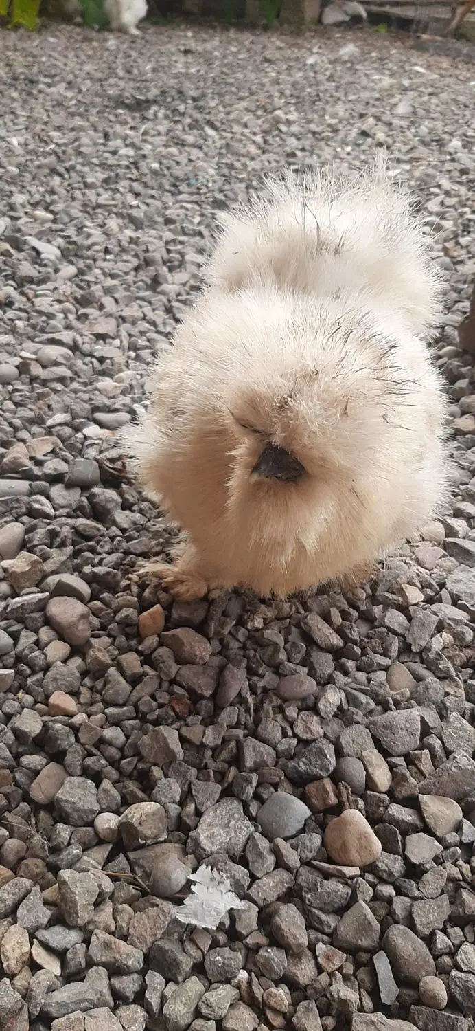 مرغ و خروس ابریشمی|حیوانات مزرعه|کیاشهر, |دیوار