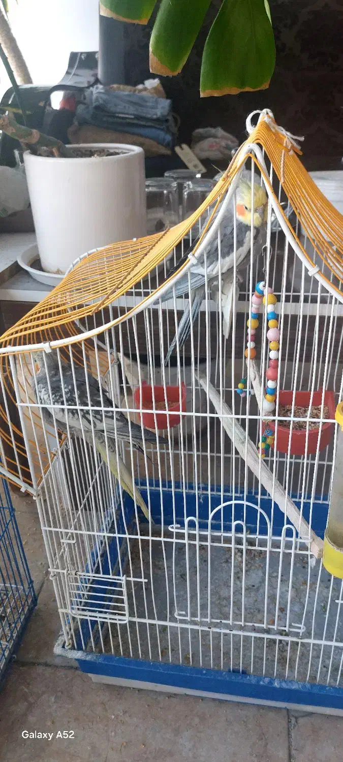 عروس هلندی|پرنده|شوط, |دیوار