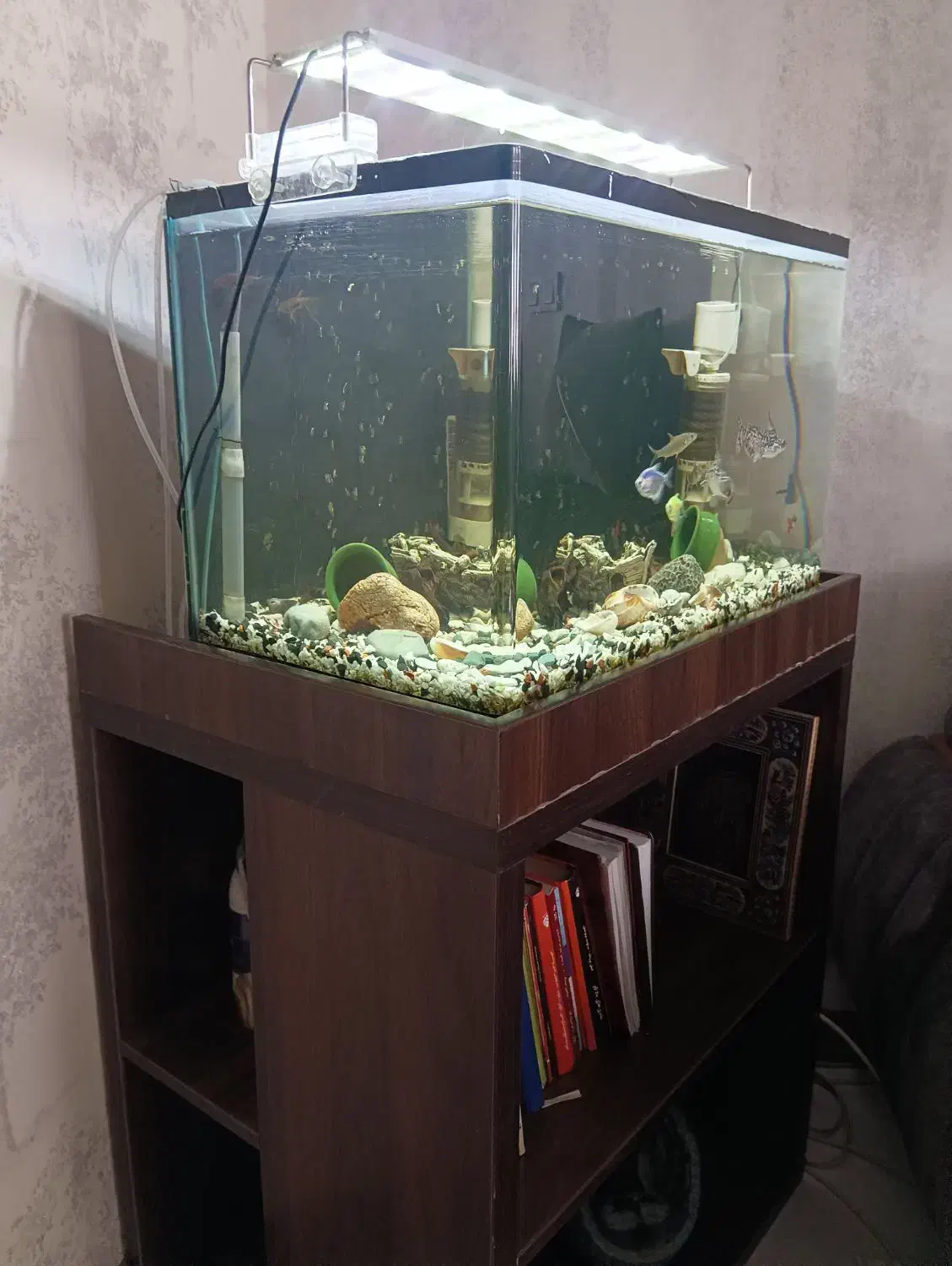 آکواریوم با ماهی و تجهیزات|ماهی|ری, اقدسیه|دیوار