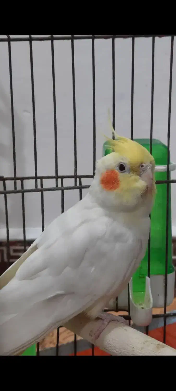 عروس هلندی سخنگو|پرنده|خرمشهر, |دیوار