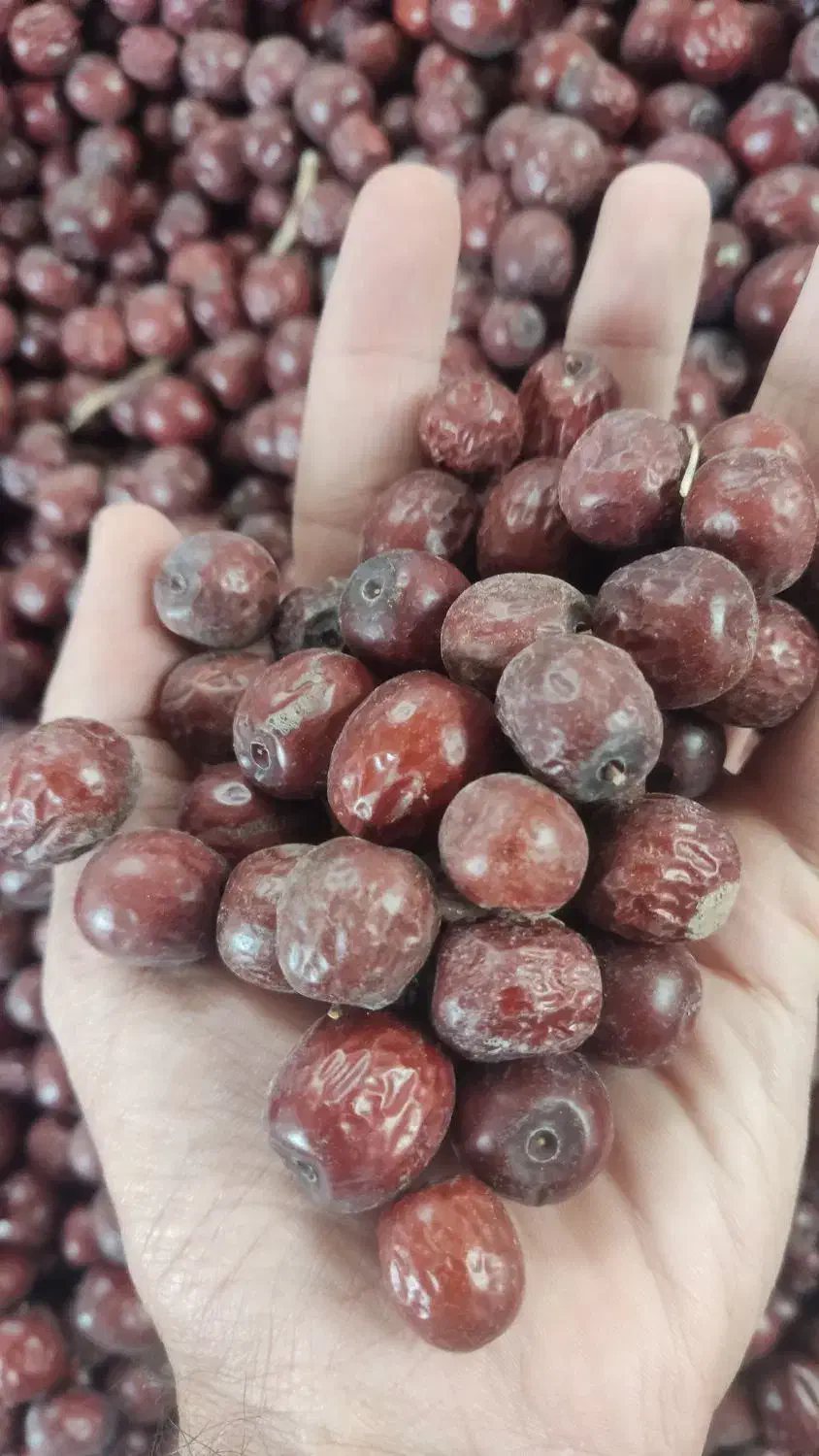 عناب درهم سیوجان|خوردنی و آشامیدنی|خوسف, |دیوار