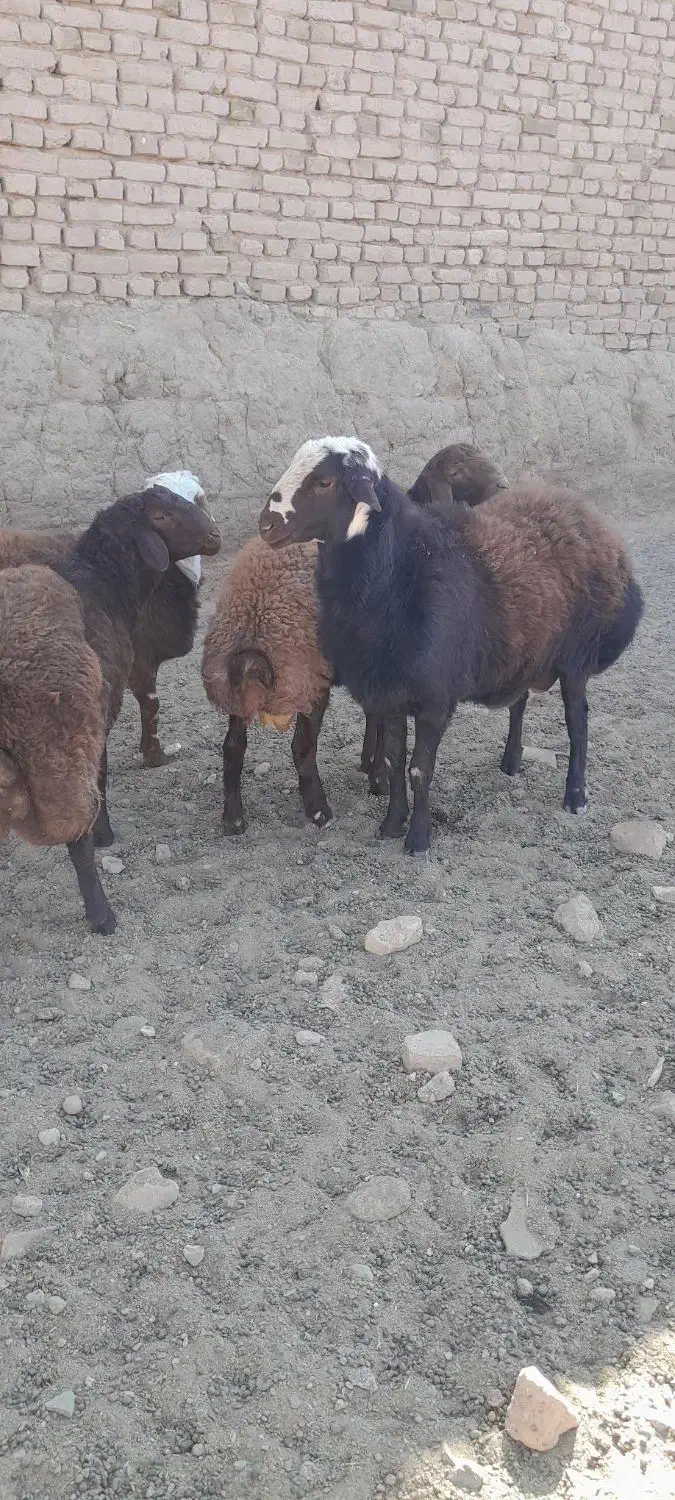 بره قوچ هترو|حیوانات مزرعه|تربت‌حیدریه, کلاته توکلی|دیوار