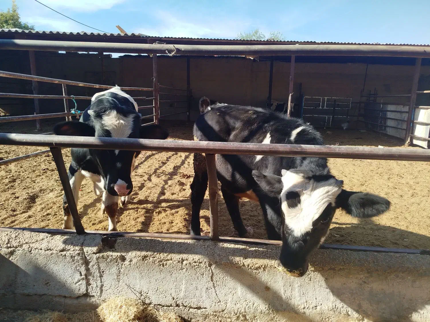 گوساله نر ـ سیمینتال ـ دورگ ـ محلی ( کــوار)|حیوانات مزرعه|طسوج, |دیوار