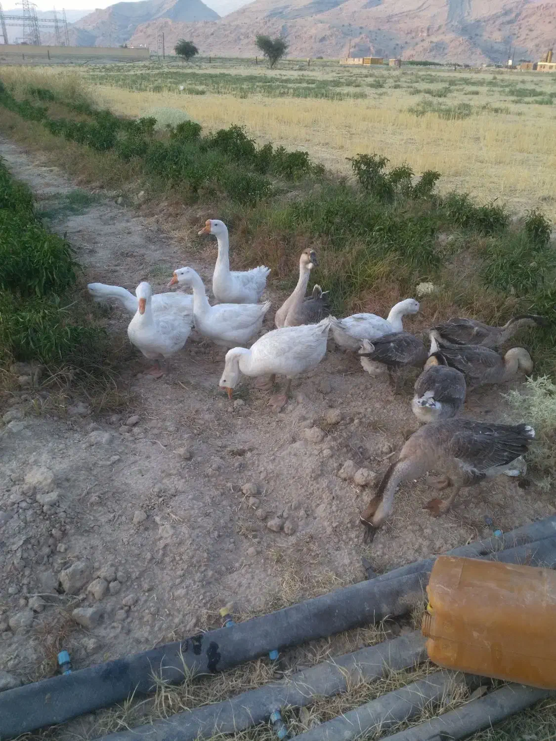 قو غاز|حیوانات مزرعه|چرام, |دیوار