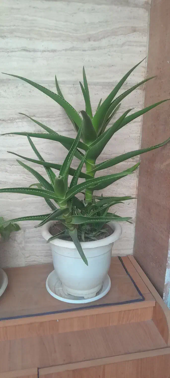 گل شاخ بزی|گل و گیاه طبیعی|مشهد, هنرور|دیوار