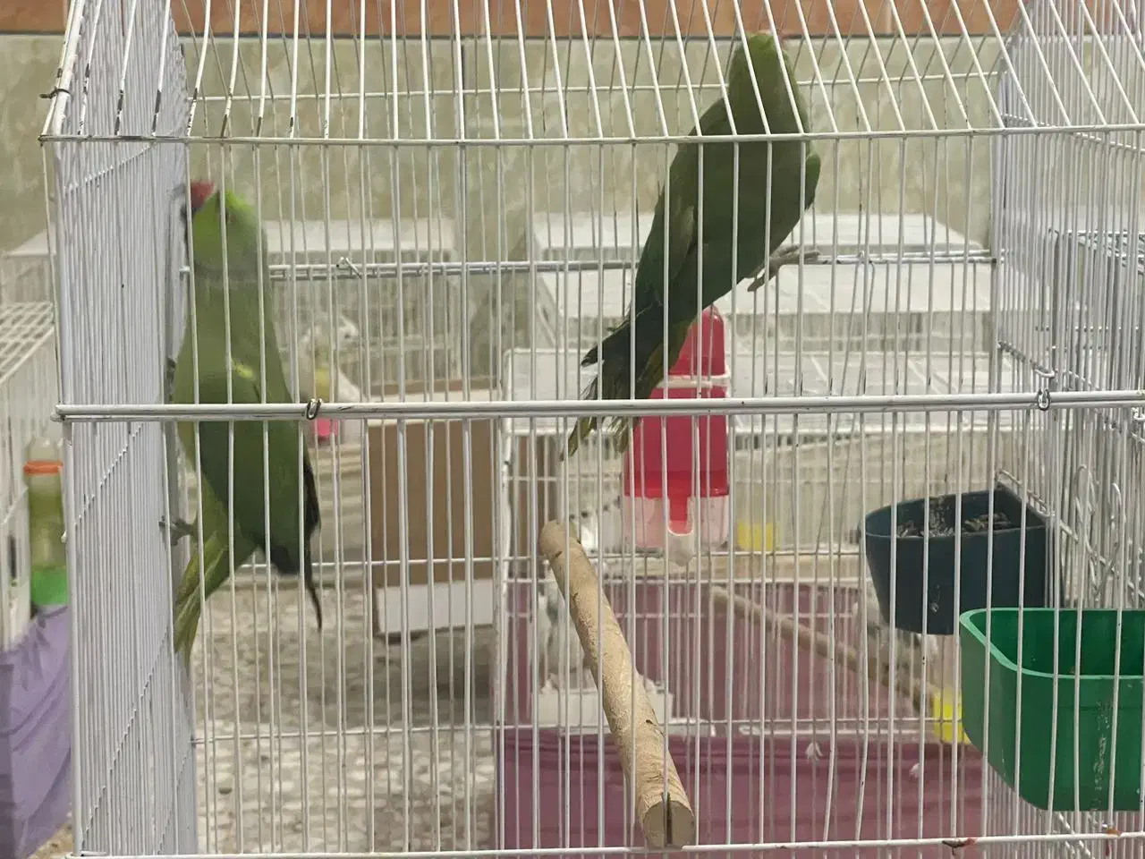 ملنگو|پرنده|قم, شهرک مهدیه (مدرس)|دیوار