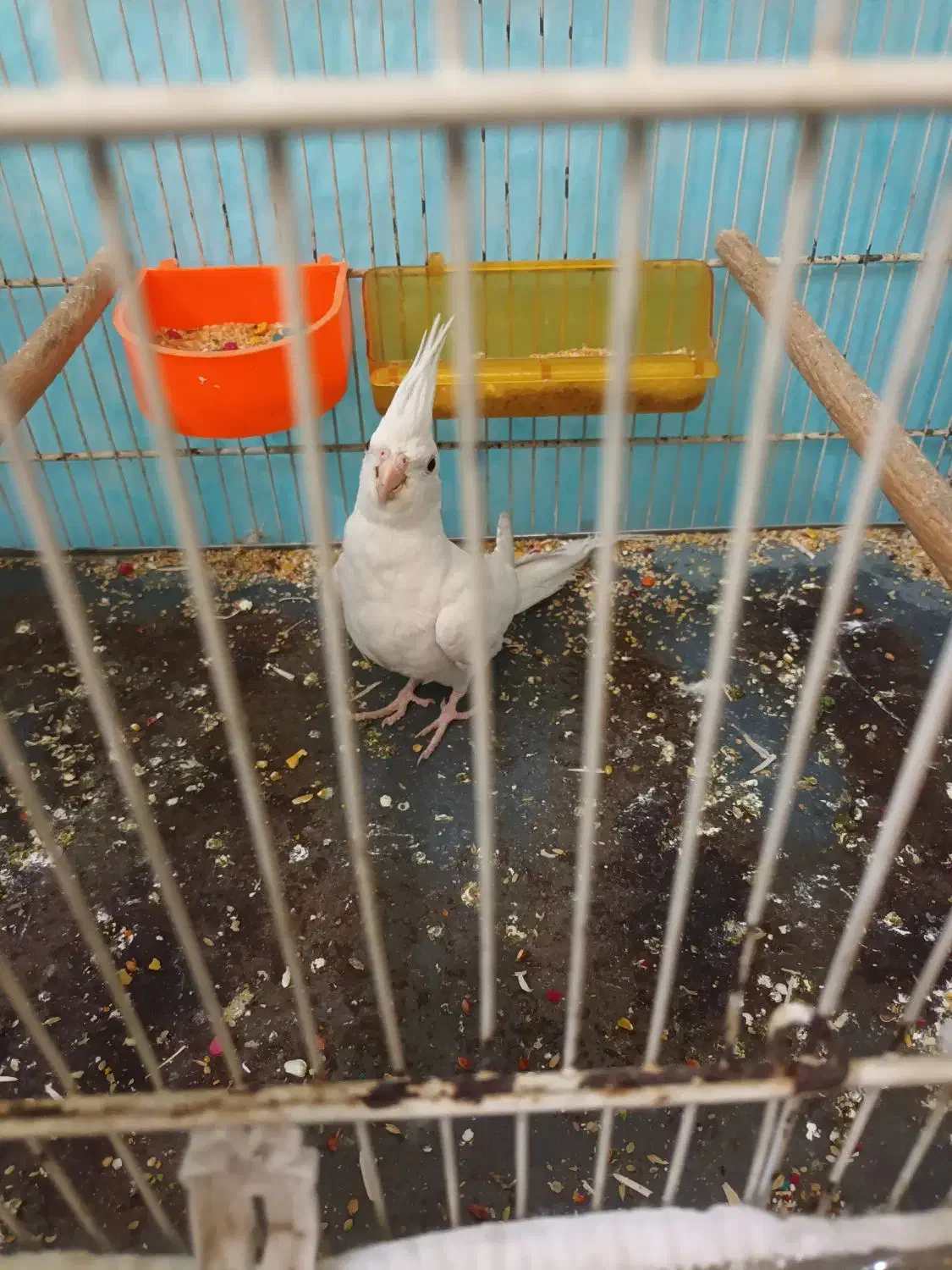 عروس هلندی آلبینونر|پرنده|مشهد, کشف|دیوار