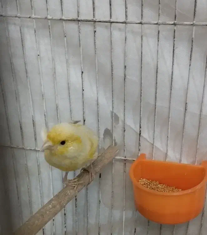 قناری|پرنده|قم, ناصردیوان|دیوار