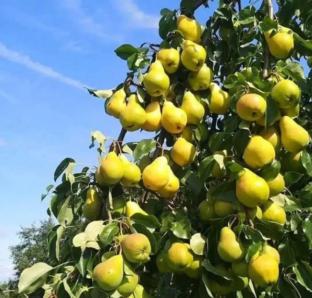 فروش انواع نهال های لیبل دار در نهالستان سهند|خدمات باغبانی و درختکاری|مشهد, راهنمایی|دیوار