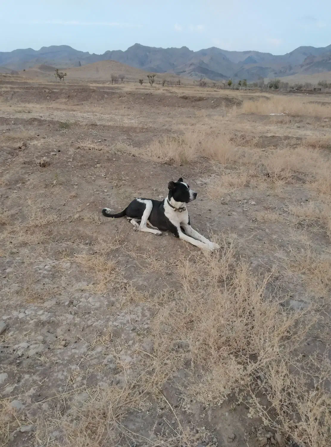 دله یک ساله و گلگی|سگ|تربت‌حیدریه, شهرک ولیعصر|دیوار