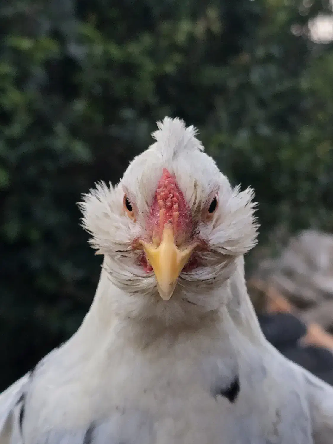 فروش تخم نطفه دار نژاد اصیل گلین لری کرچ شو|حیوانات مزرعه|تنکابن, |دیوار