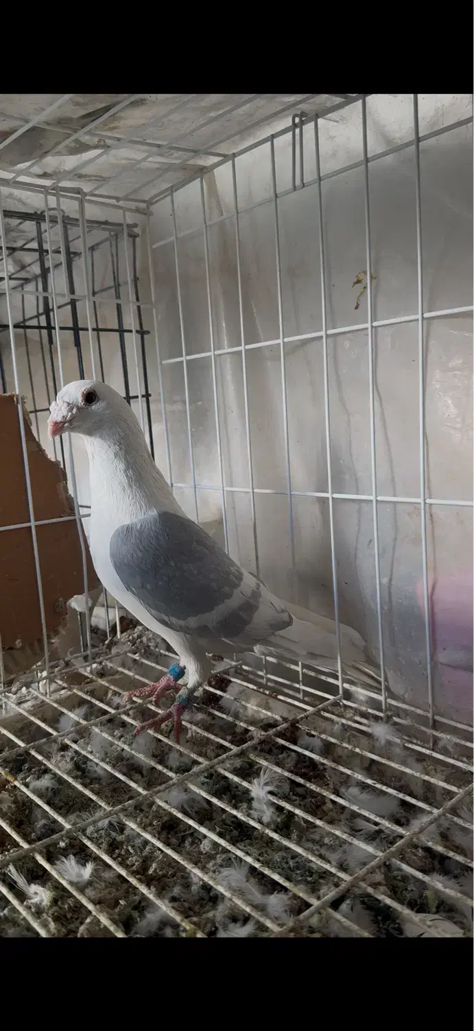 کبوتر|حیوانات|شیراز, شهرک قمشه|دیوار