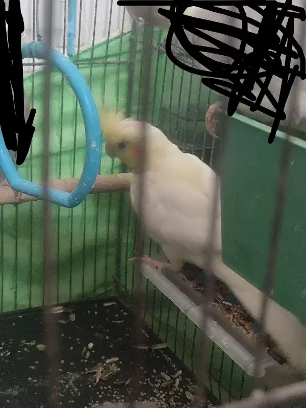 عروس هلندی|پرنده|قم, باغ کرباسی|دیوار