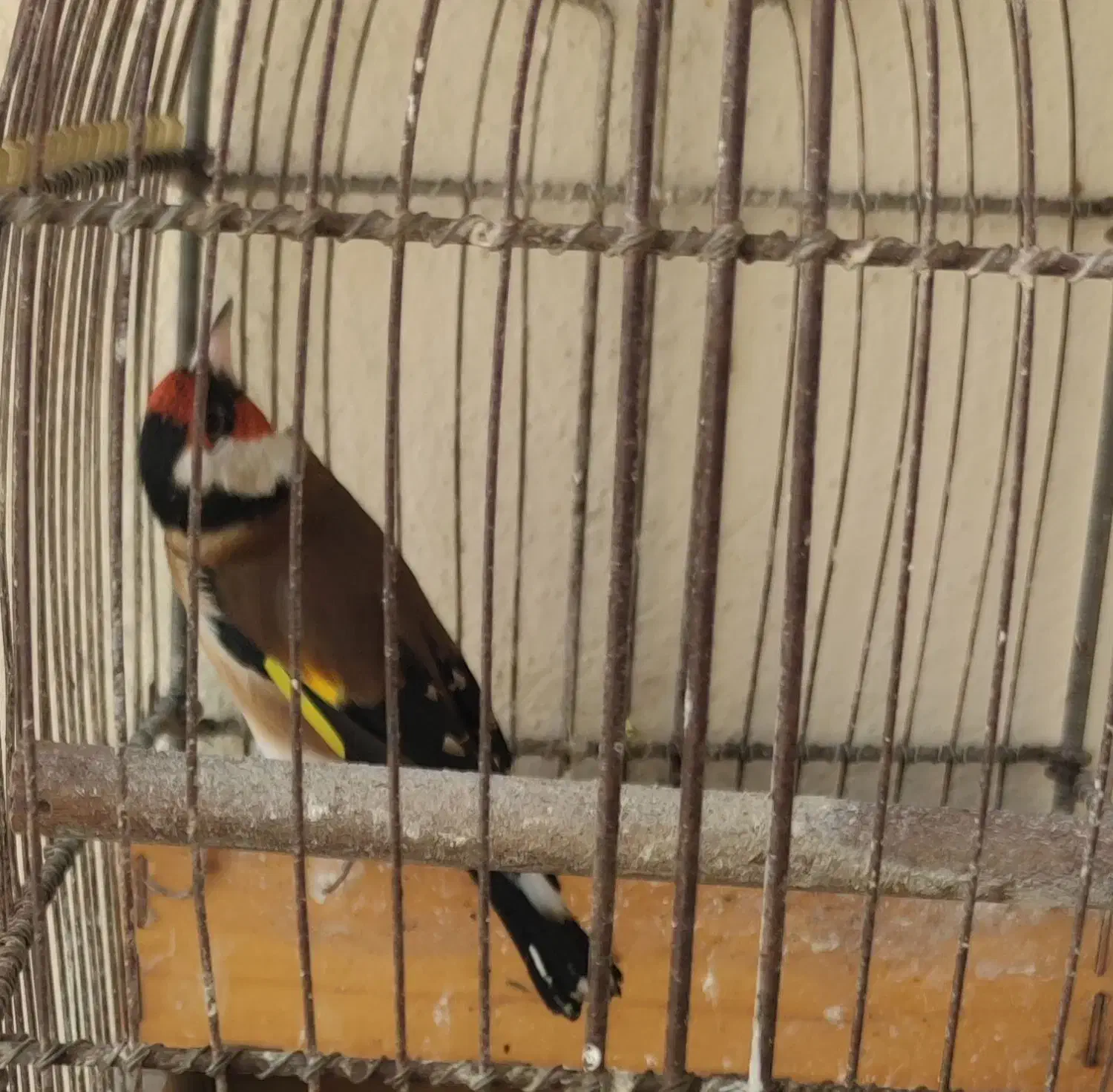 دو عدد سهره جوجه قفس و بیابونی|پرنده|پردیس, فاز ۲|دیوار