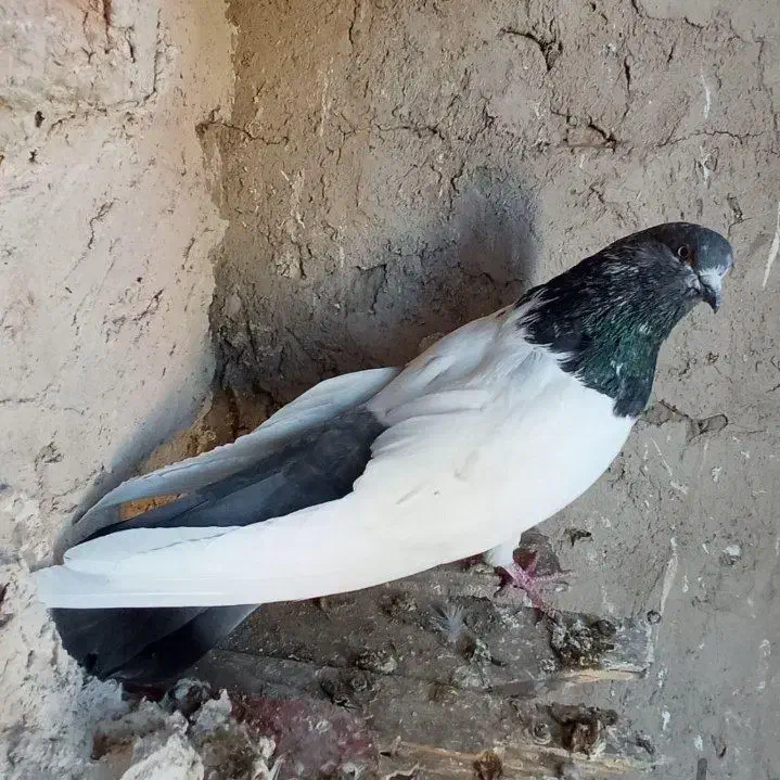 کبوتر کله دم|پرنده|ماهیدشت, |دیوار