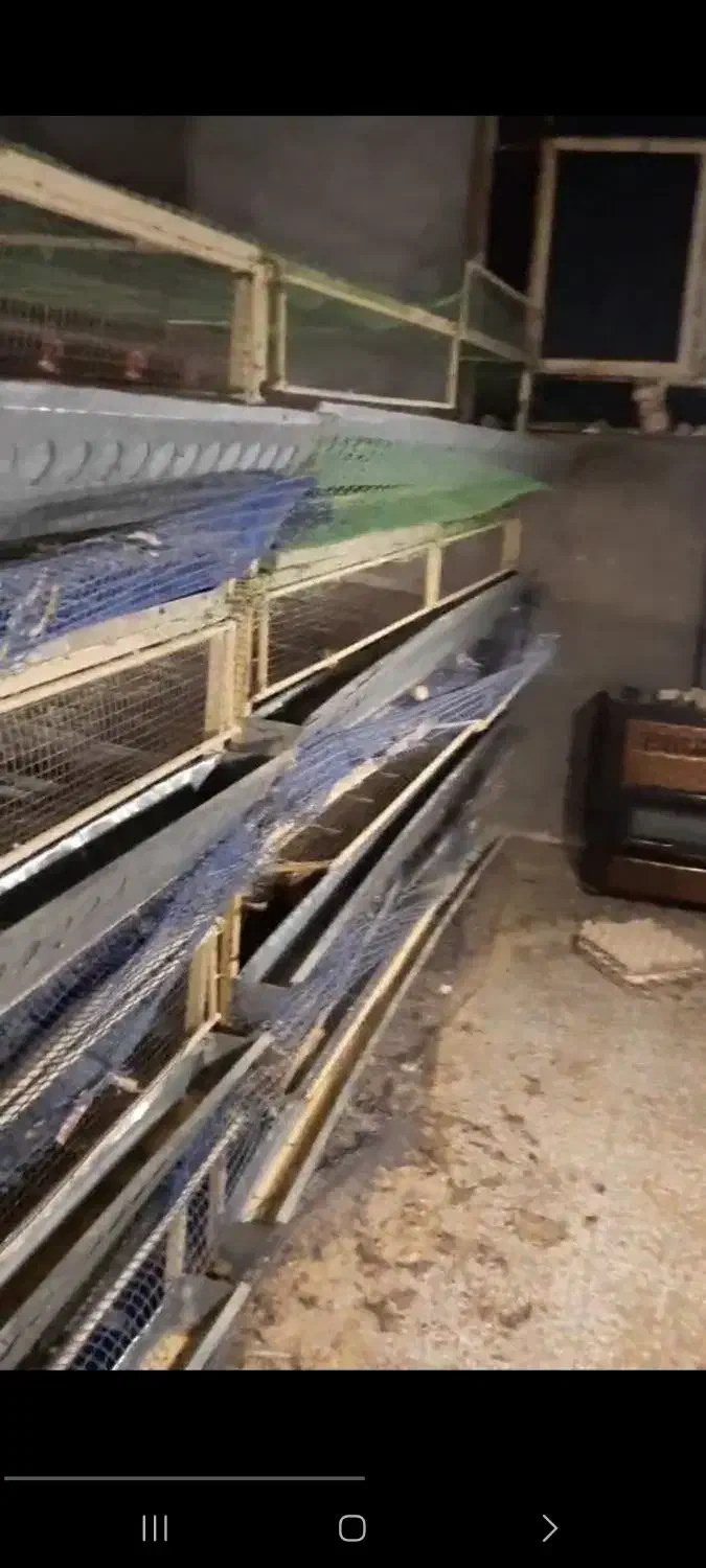 فروش قفس کبک و بلدرچین|لوازم جانبی حیوانات|اشکذر, |دیوار