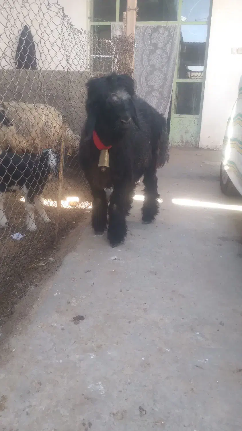 سیاه کیلویی|حیوانات مزرعه|شهرکرد, |دیوار