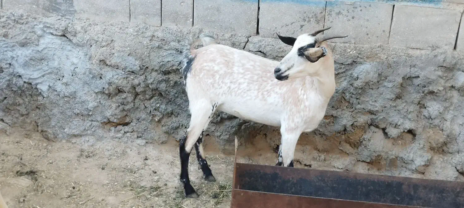 کهره و بره|حیوانات مزرعه|قشم, |دیوار