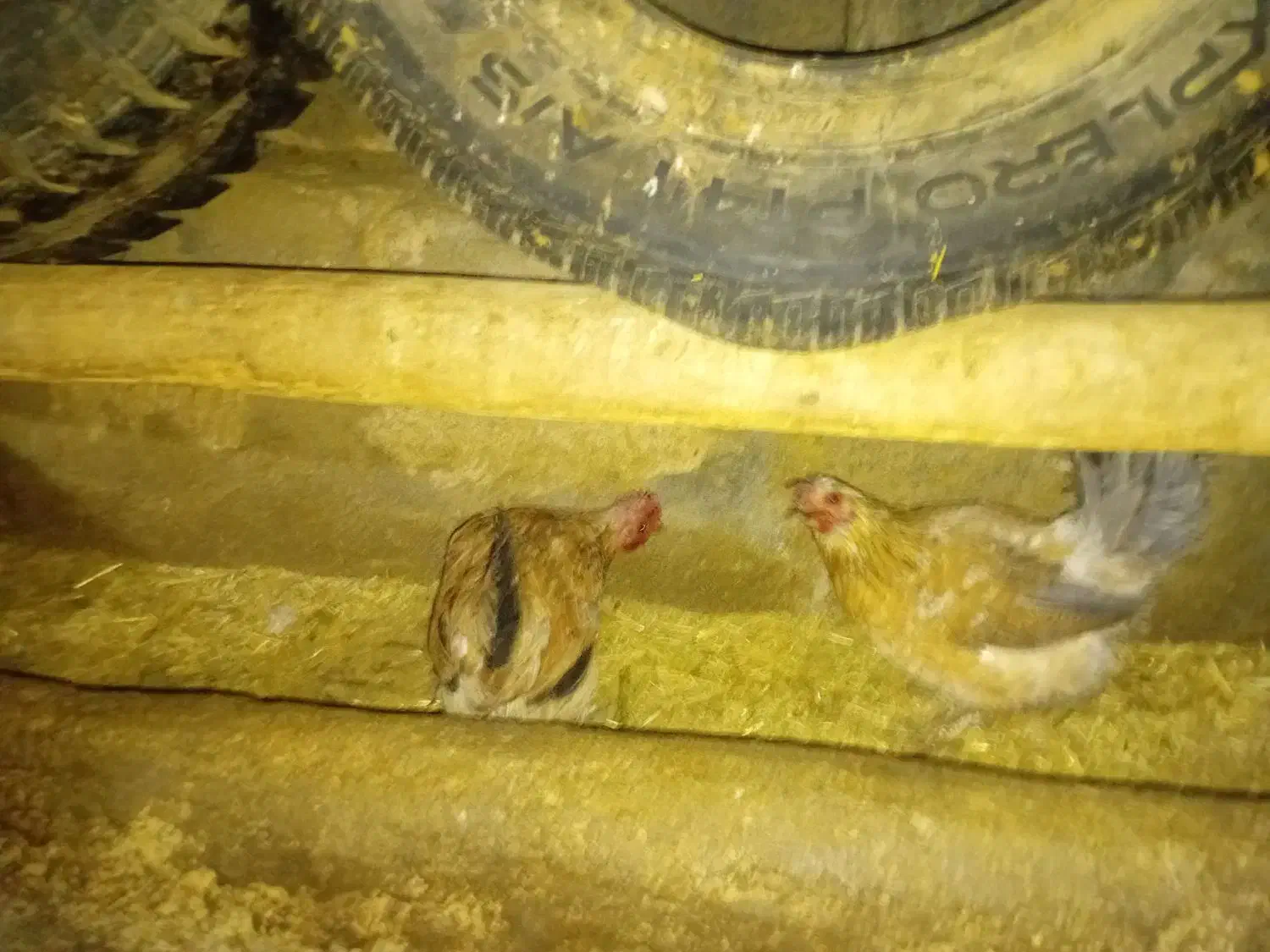 مرغ گلین|حیوانات مزرعه|معصومیه, |دیوار