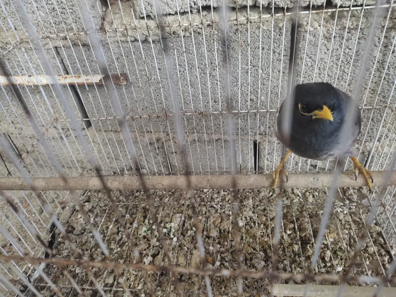 مرغ مینا|پرنده|رامیان, |دیوار