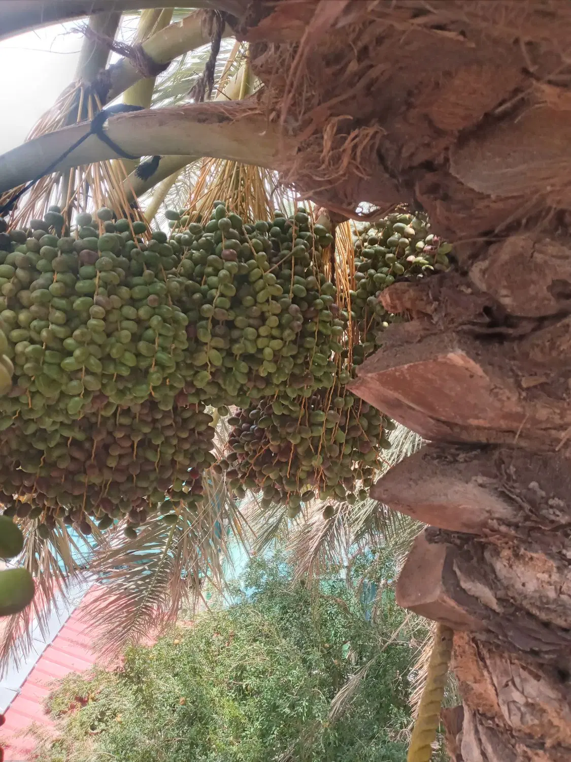 خرما|خوردنی و آشامیدنی|بم, |دیوار