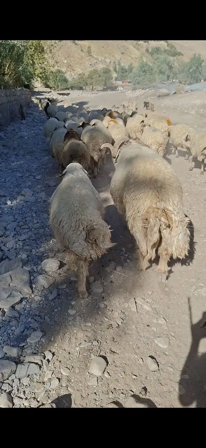 قوچ داشتی ۴ سال به شرط|حیوانات مزرعه|آبدانان, |دیوار