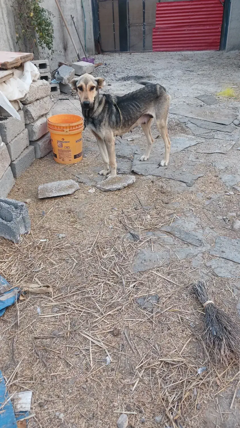 واگذاری سگ سرابی|سگ|اردبیل, |دیوار