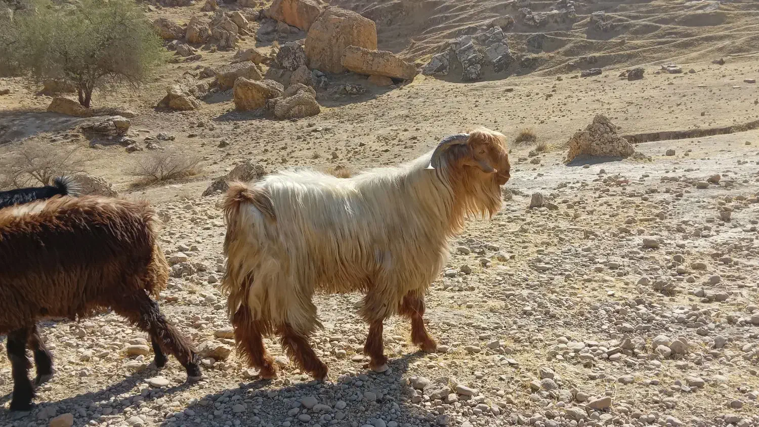 ۲راس پازن داشتی خوب|حیوانات مزرعه|دوگنبدان, |دیوار