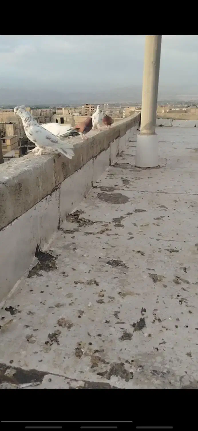 کبوتر گمشده (قلمکار)|حیوانات|چهارباغ, |دیوار