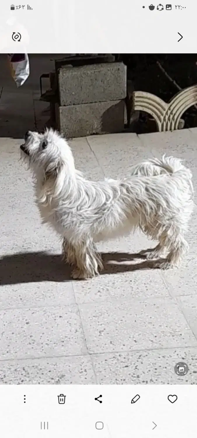 سگ پاپی|سگ|اصفهان, ارغوانیه|دیوار