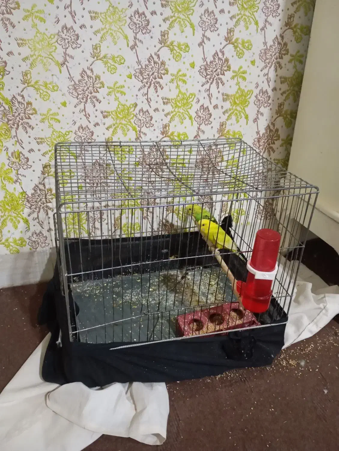 مرغ عشق|پرنده|الوند, |دیوار