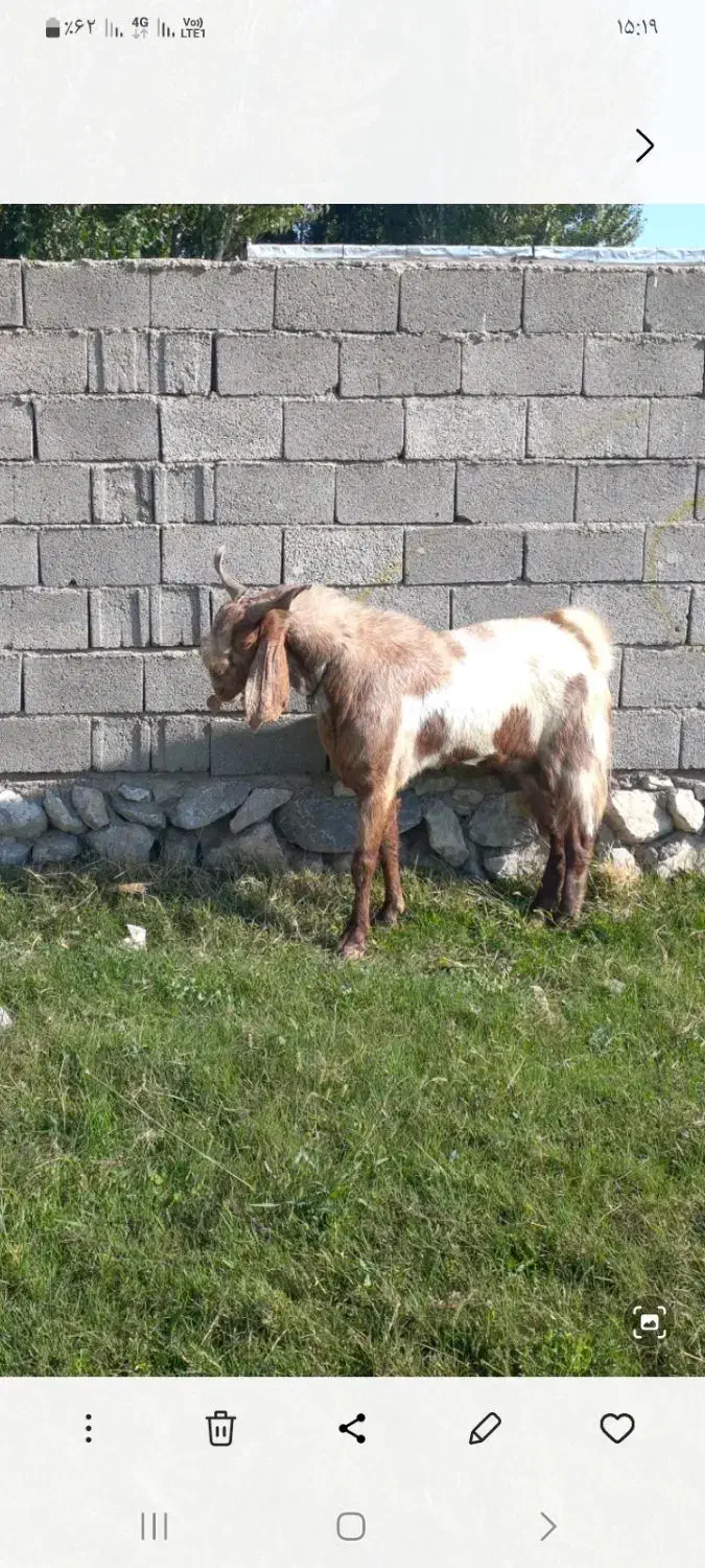 بز نر اصیل پاکستانی تخمی|حیوانات مزرعه|خوی, |دیوار