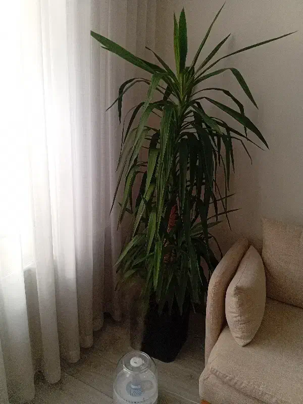 گل و گیاه|گل و گیاه طبیعی|تهران, ولنجک|دیوار