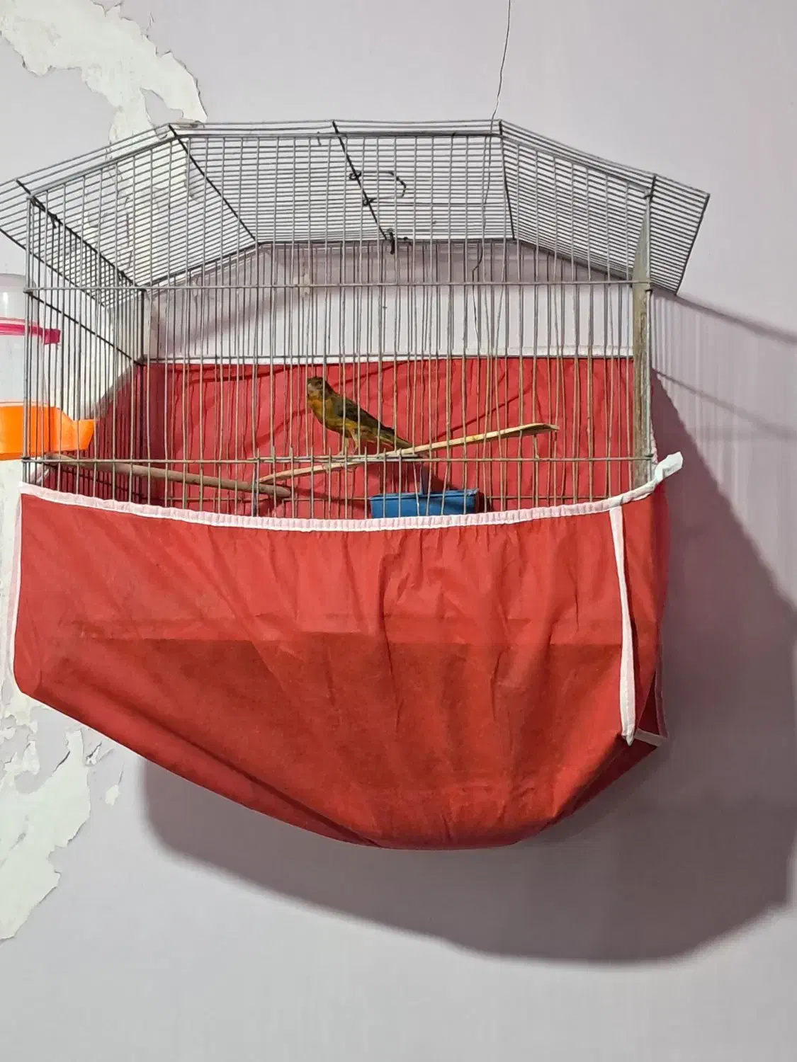 فروش قناری نر و یک جفت قناری باغی|پرنده|بوشهر, |دیوار