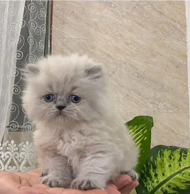 گربه‌ هیمالین اصیل|گربه|شیراز, حافظیه|دیوار