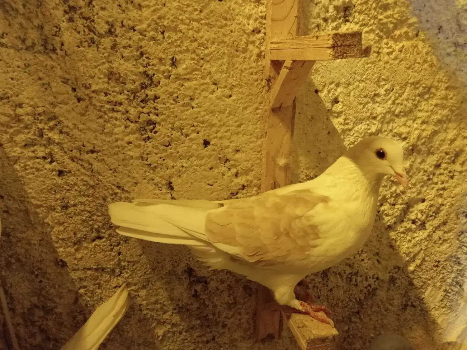 کبوتر ماده|پرنده|تربت جام, یحیی آباد|دیوار