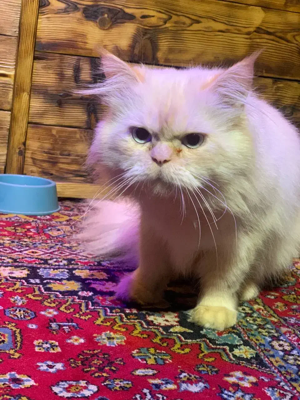 گربه پرشین اصل نر|گربه|رشت, باهنر|دیوار