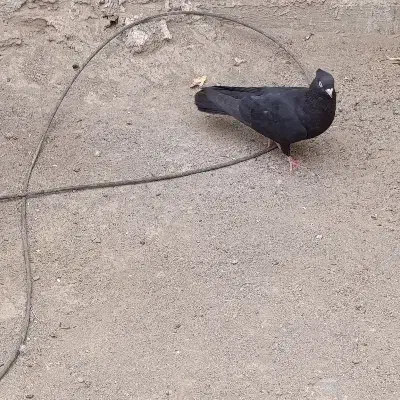 گمشده|حیوانات|جیرفت, |دیوار