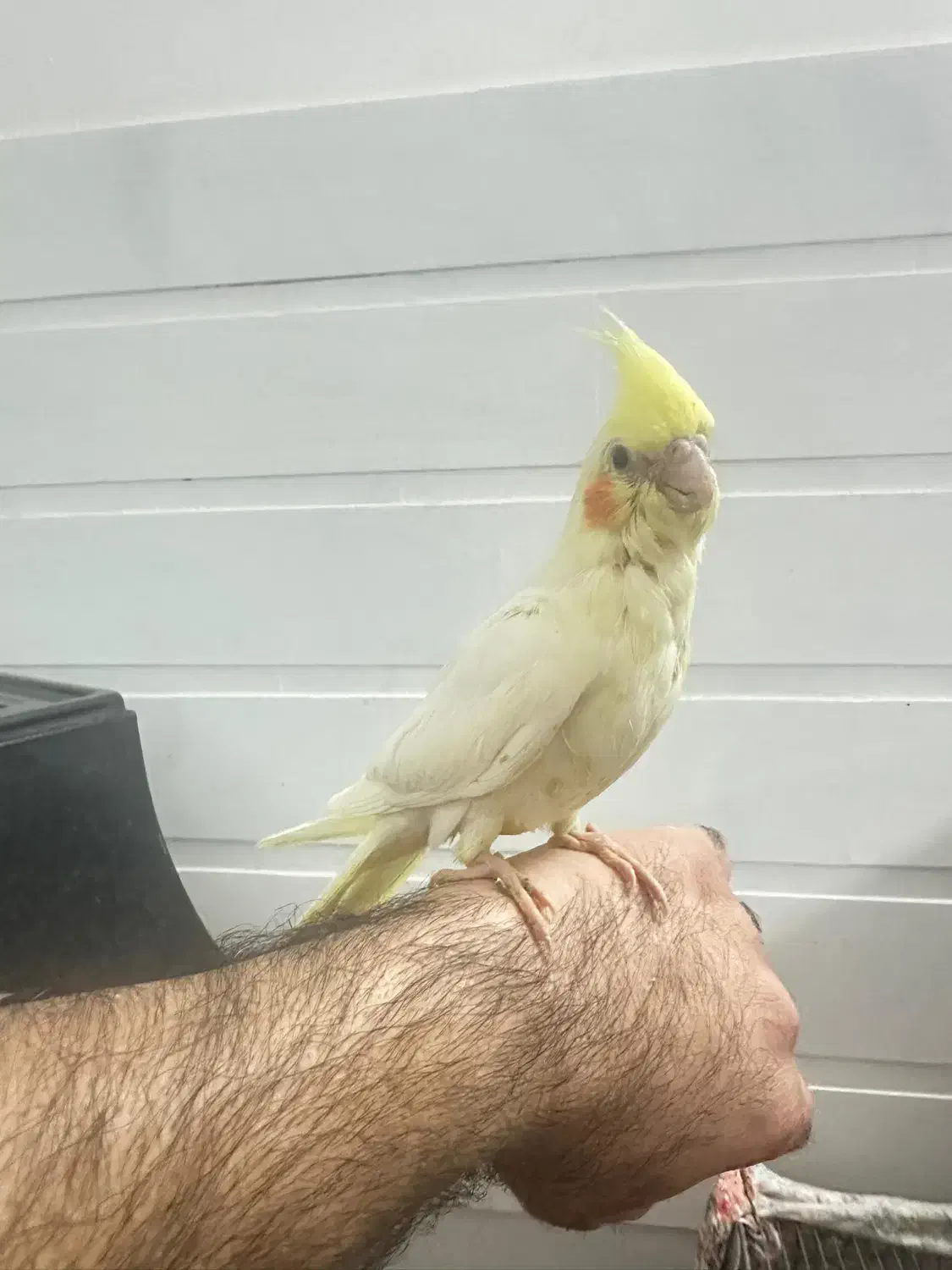 جوجه عروس|پرنده|قم, کلهری|دیوار