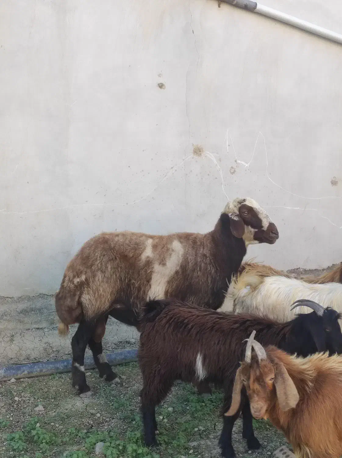 چوش چاتمه و قوچ|حیوانات مزرعه|سیمین شهر, |دیوار