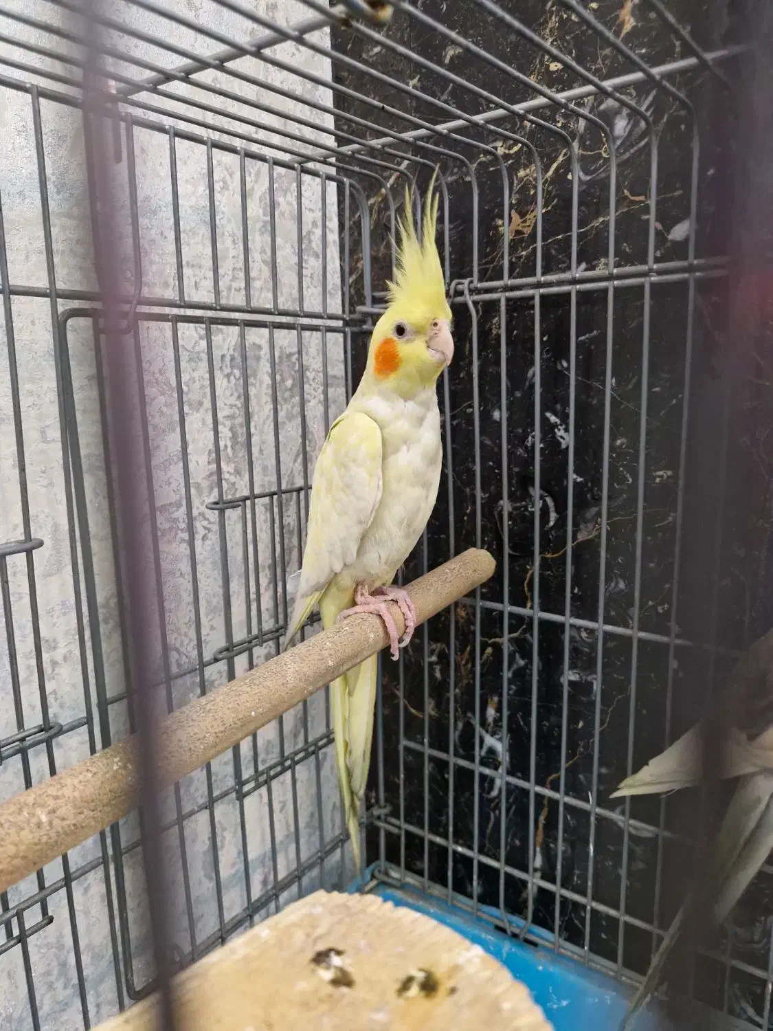 عروس هلندی|پرنده|ری, شهادت|دیوار