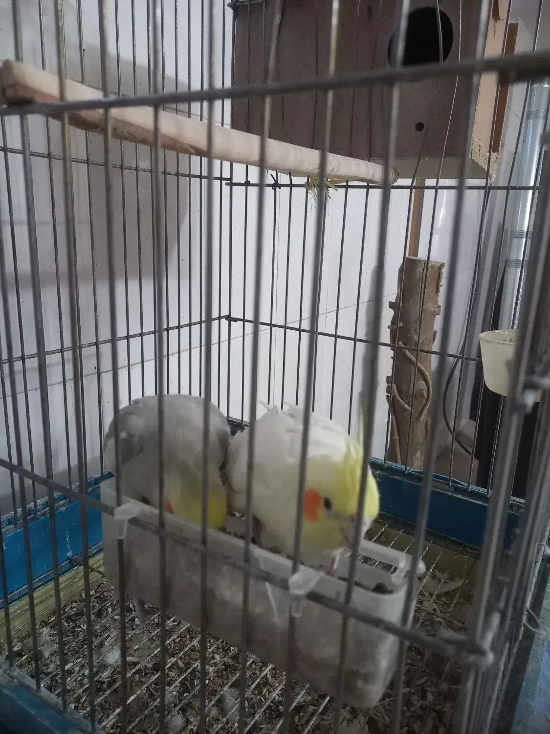 عروس هلندی|پرنده|خمینی‌شهر, |دیوار