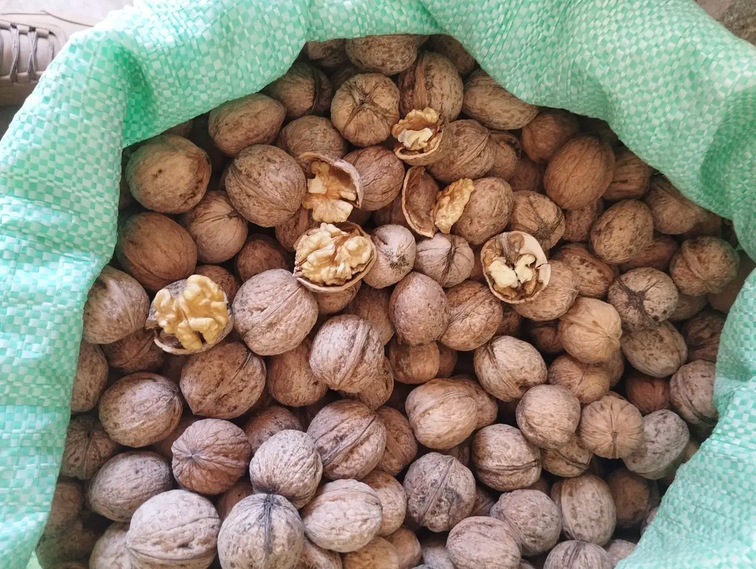 گردو|خوردنی و آشامیدنی|موچش, |دیوار