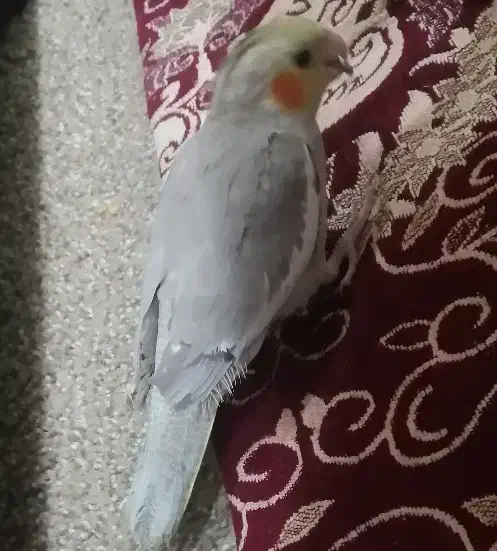 عروس هلندی دوتا نر دوتا ماده|پرنده|شوش, |دیوار