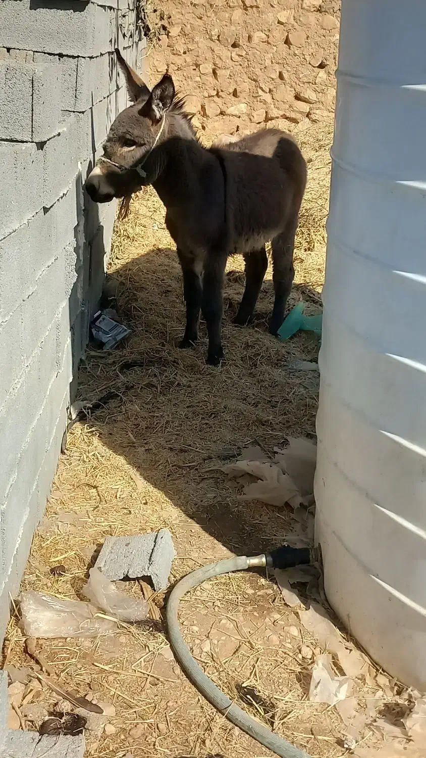 الاغ|حیوانات مزرعه|شیراز, داریون|دیوار